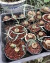 Adenia kirkii