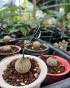 Adenia kirkii