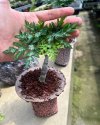 Adenia metamorpha