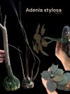 Adenia stylosa