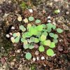 Adiantum mariesii