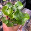 Adiantum nelumboides
