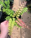 Adiantum soboliferum