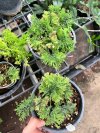 Adiantum tenerum "Diamond Dwarf"