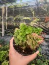 Adiantum tenerum "Sexy pink hybrid"