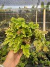 Adiantum tenerum "Yodnam mutation" #2