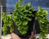 Adiantum tenerum cv.WAR