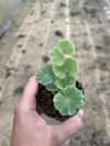 Adiantum thongthamii Suksathan (Size S)
