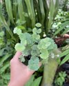 Adiantum thongthamii Suksathan