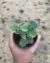 Adiantum thongthamii Suksathan