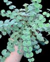 Adiantum thongthamii Suksathan (Size L)