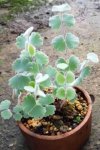 Adiantum thongthamii Suksathan