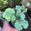 Adiantum thongthamii Suksathan (Size M)