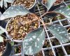 Amorphophallus allenii spot form