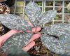 Amorphophallus allenii stardust