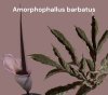 Amorphophallus barbatus