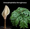 Amorphophallus ferruginosus
