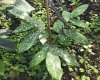 Amorphophallus lacourii