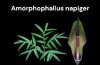 Amorphophallus napiger