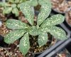 Amorphophallus obscurus