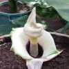 Amorphophallus prainii (Size S)