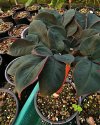 Amorphophallus saururus