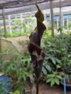 Anaphyllum wigthii