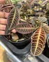 Ardisia sp. #1
