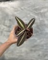 Ardisia sp.