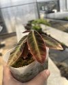 Ardisia sp. #2