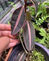 Ardisia sp. #4