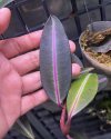 Ardisia sp. #5