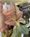 Ardisia sp. #7