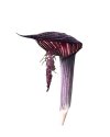 Arisaema fimbriatum