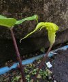 Arisaema maxwellii