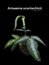 Arisaema scortechinii