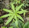 Arisaema sp. Kanchanaburi