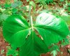 Arisaema sp. Loei