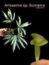 Arisaema sp. Sumatra
