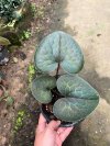 Asarum geophilum