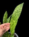 Aspidistra sp. #3