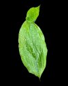 Aspidistra sp. #4
