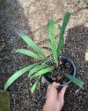 Aspidistra sp. #1