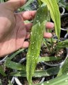 Aspidistra sp. #2
