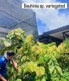 Bauhinia sp. variegated