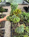 Begonia brunneosquamata