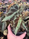 Begonia burkillii
