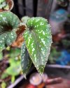 Begonia mariachristinae