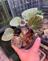 Begonia murina