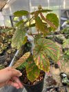Begonia negroensis